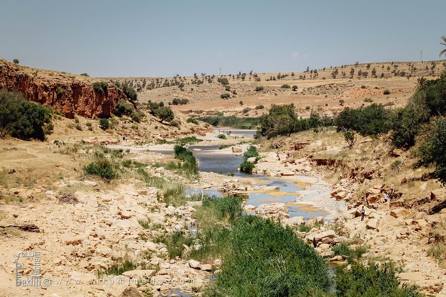 وادي هونة والنباتات الكثيفة المحيطة به، دفلة، قصب، بلدية هونة، ولاية سعيدة