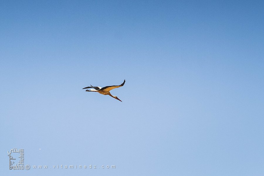 Une cigogne dans le ciel, Commune de Hounet, Wilaya de Saïda