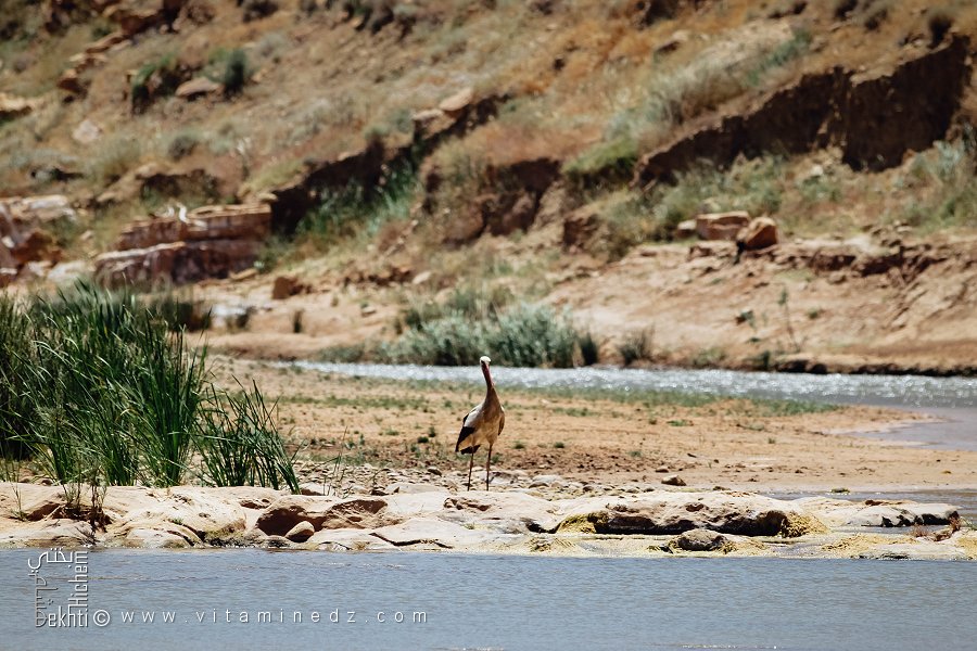 لقلق على ضفاف وادي هونة، بلدية هونة، ولاية سعيدة