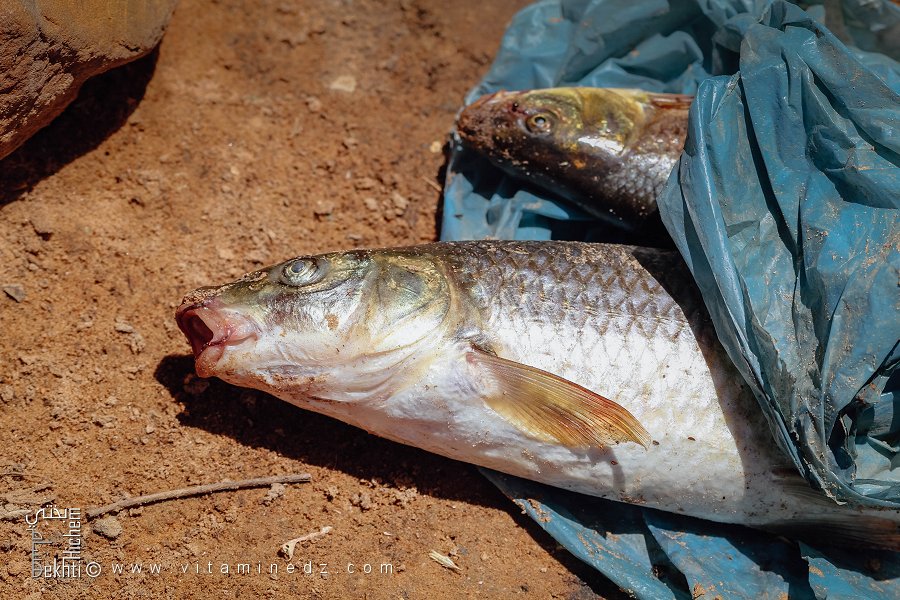 Carpe péchée à Oued Hounet, Commune de Hounet, Wilaya de Saïda