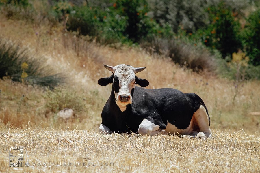 Grosse vache laitière aux abords de Oued Hounet, Commune de Hounet, Wilaya de Saïda
