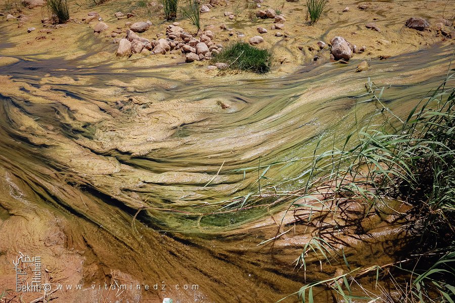 طحالب خضراء تغزو وادي هونة، بلدية هونة، ولاية سعيدة