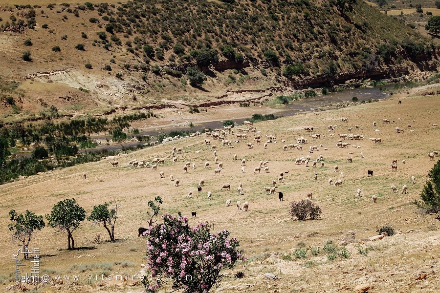 Pâturages de foin après moisson, un délice pour les troupeaux de moutons, Commune de Hounet, Wilaya de Saïda