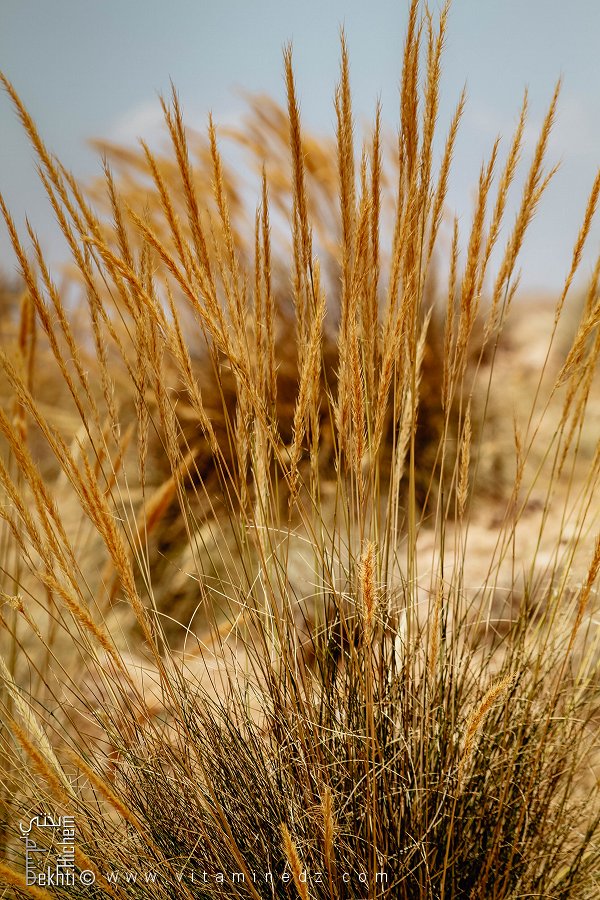 نبتة الحلفا على أطراف وادي هونة، بلدية هونة، ولاية سعيدة