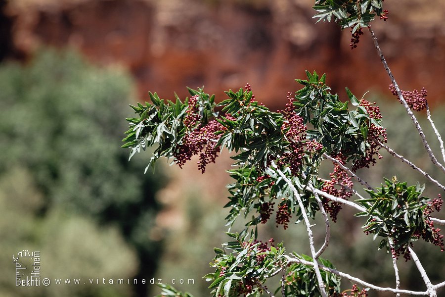 Pistachier du Maghreb près de Oued Hounet, Commune de Hounet, Wilaya de Saïda