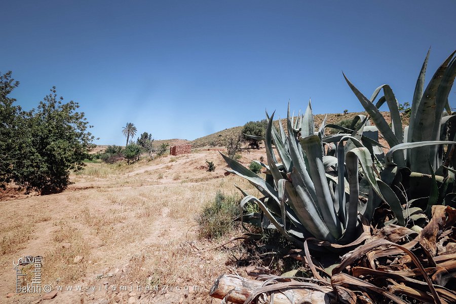 Agaves, Commune de Hounet, Wilaya de Saïda