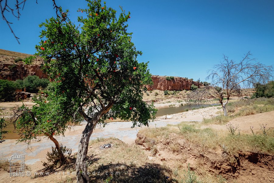 Grenadier au bord de Oued Hounet, Commune de Hounet, Wilaya de Saïda