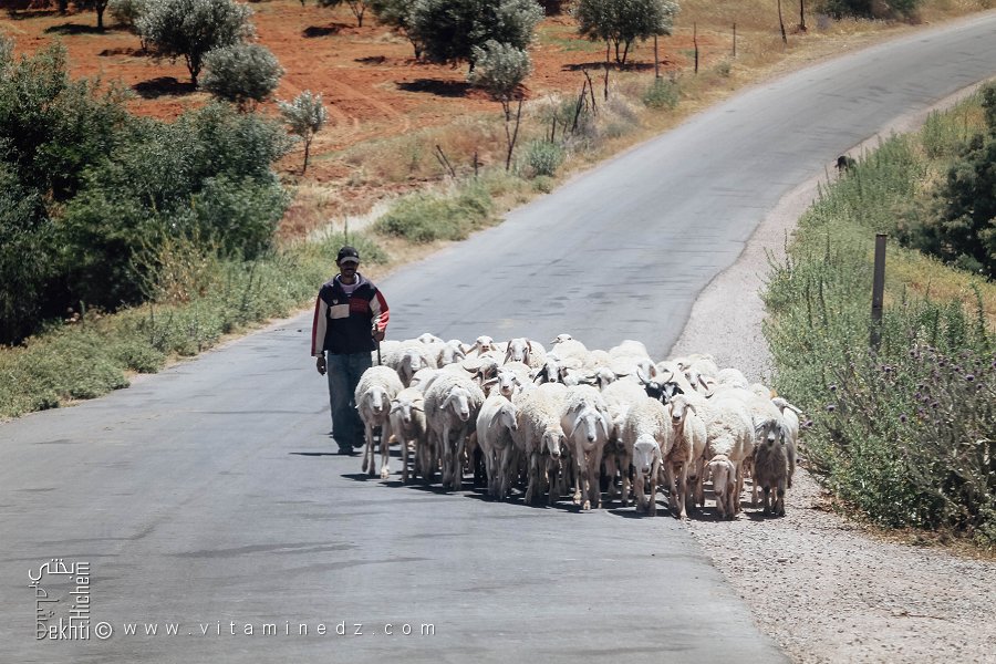 Route vers Hounet et ses bergers, Commune de Hounet, Wilaya de Saïda