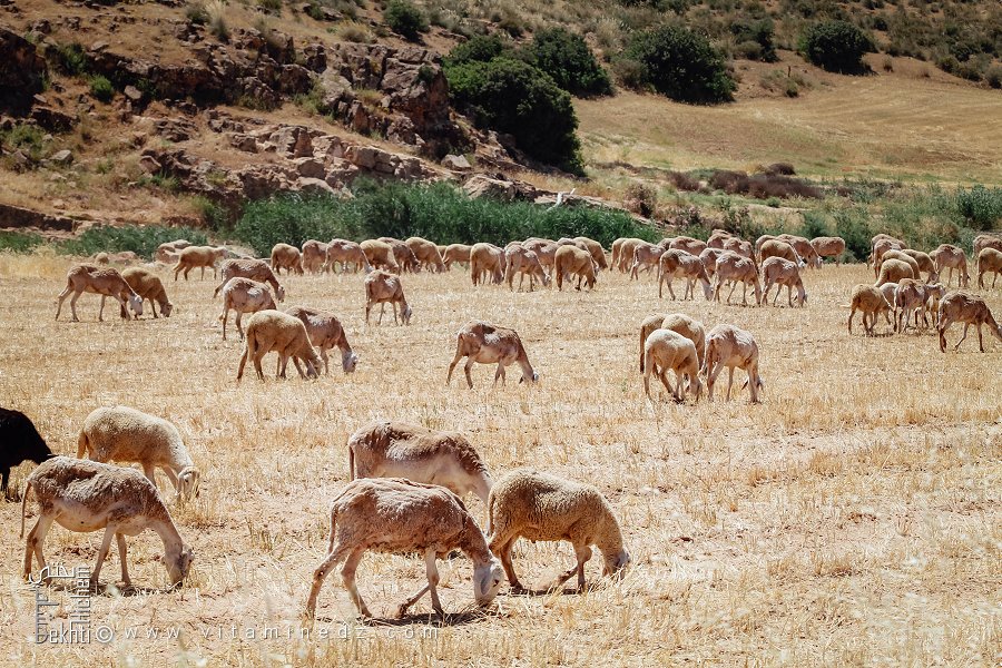 Région de Hounet à vocation agro-pastorale, Commune de Hounet, Wilaya de Saïda