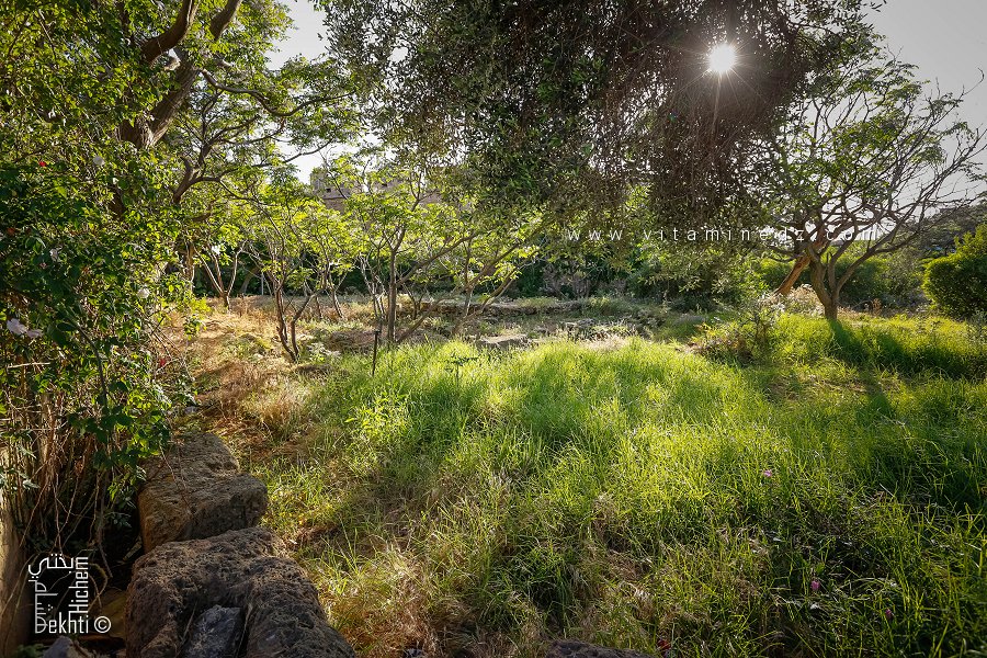 Quelques vestiges de Rusgunia dans le jardin du Fort Tamenfoust