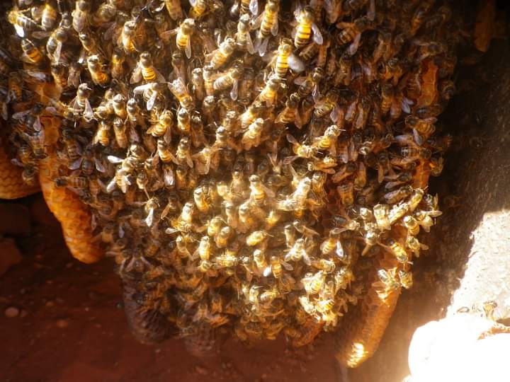 l'Abeille saharienne Apismelifera saharinsis