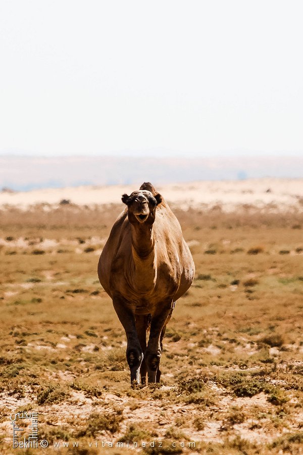 Une chamelle enceinte : L'espoir au cœur du désert