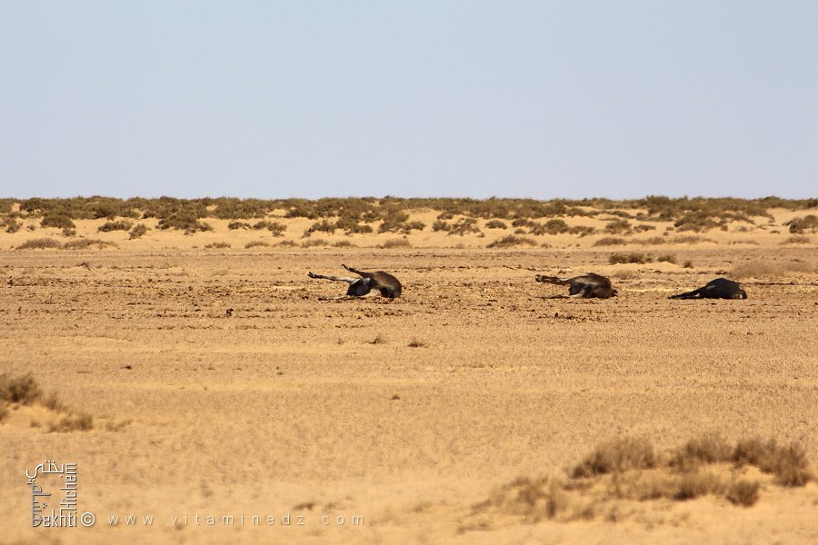 Trois ânes morts de soif : La cruauté du désert impitoyable