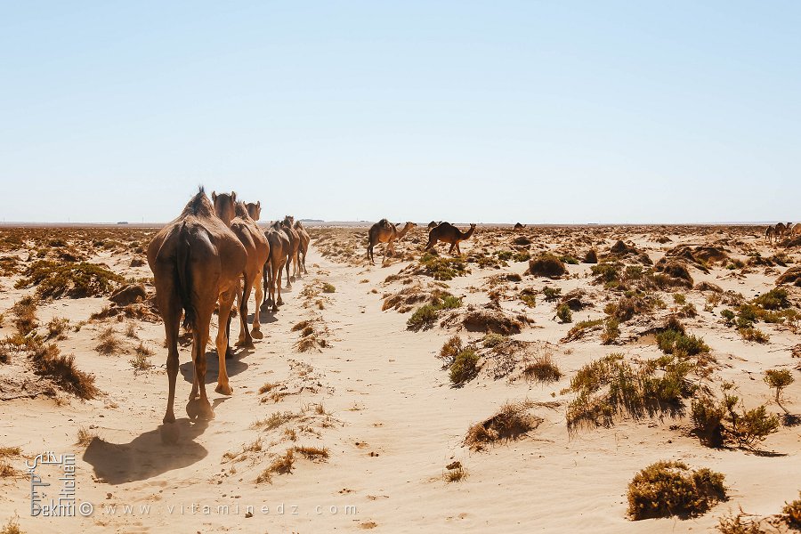 Troupeau de chameaux : L'unité dans l'immensité du désert