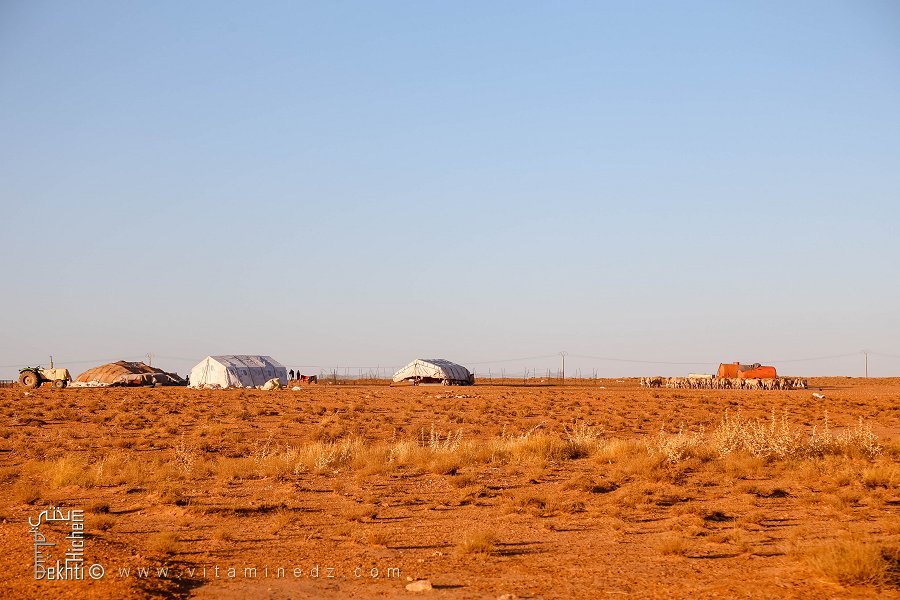 Campement de Bédouins à Maamora, dans la Wilaya de Saïda