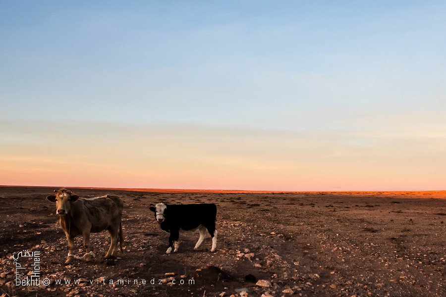 Sur les pistes infinies de la steppe, deux vaches au détour du Bordj Khneg Azir