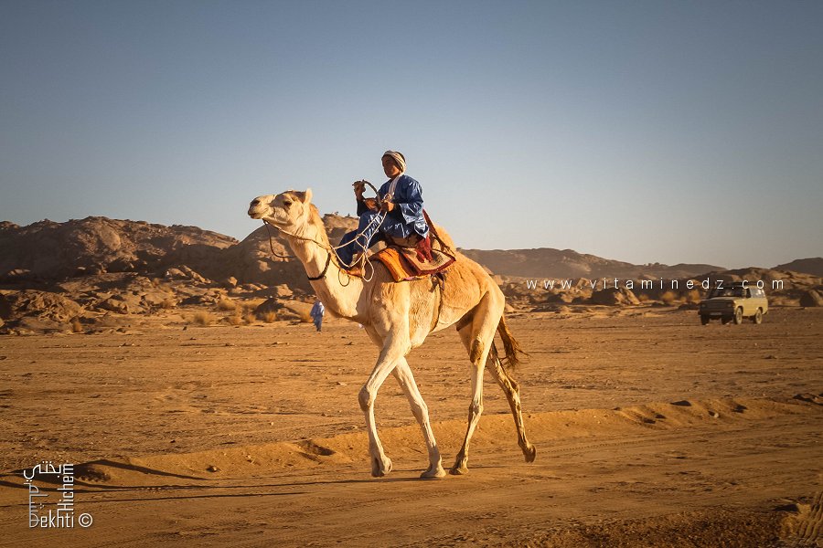 حماسة الشباب في سباق الصحراء - احتفالية الجمل (تيوت، تمنراست، ديسمبر 2013)