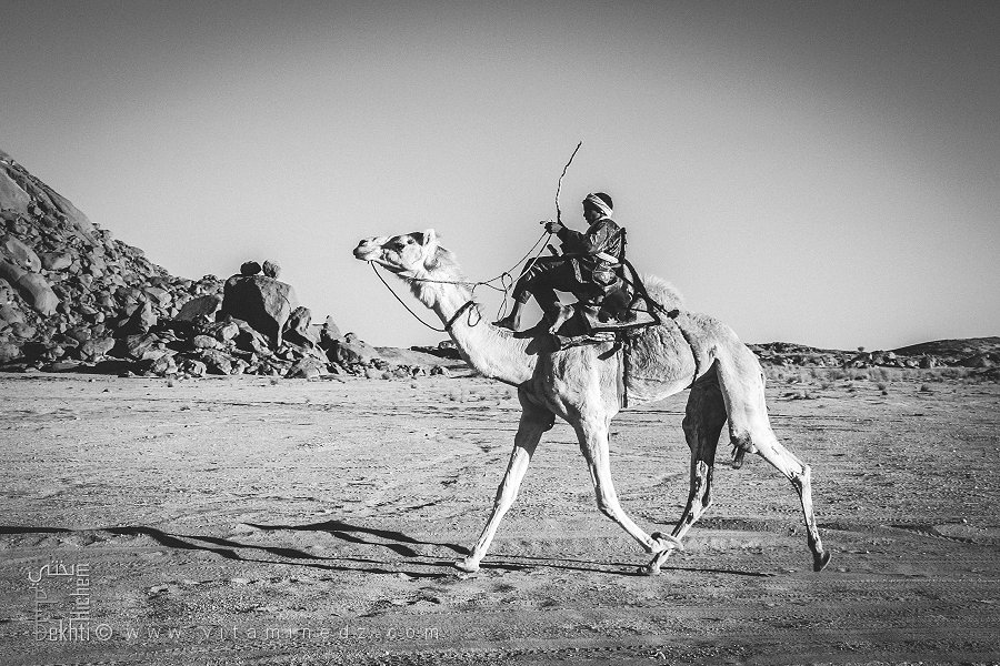 La détermination du chamelier et l’élan du désert - Fête du chameau (Tit, Tamanrasset, Décembre 2013)