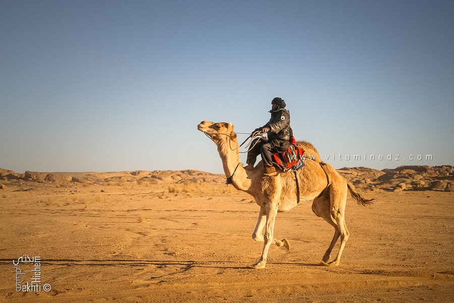 La détermination du chamelier - Fête du chameau (Tit, Tamanrasset, Décembre 2013)