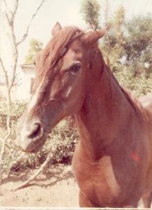 cheval de hadj eddine boucif en 1974