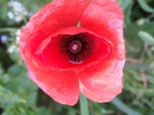 coquelicot