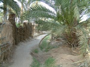 Clôture oasienne1