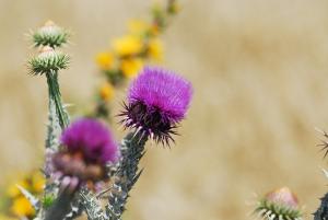 Fleur de chardon