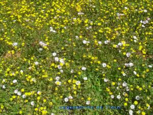 vegetations de Tiout