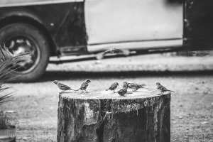 Petits Moineaux et M’besses au Café du Village des Beni Add (Commune Ain Fezza, Tlemcen)