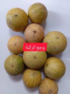 الحنظل (المعروف علميًا بـ Citrullus colocynthis)