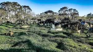 شواهد مقبرة عين البيضاء، وهران