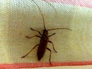 Cerambyx scopolii – Le longicorne des vieux troncs – خنفساء سيرامبيكس سكوبولي