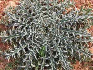 Atractylis – Plante sauvage des terres du sud – أتراتيكليس، نبتة برية من أراضي الجنوب