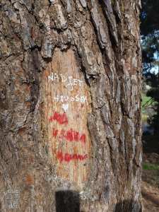 Écorce de chêne – L’amour gravé dans le temps – لحاء البلوط – الحب المحفور في الزمن