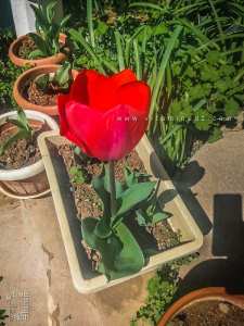 La tulipe, beauté en exil — الزنبق: جمال في الغربة