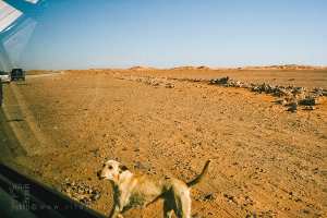 Le gardien du silence