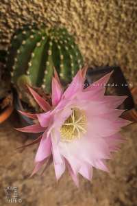Echinopsis tubiflora