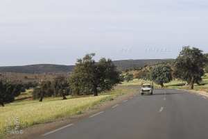 Champs de blé dorés à Terni Beni Hediel (Wilaya de Tlemcen)