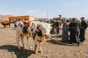 حياة وتجـــارة في سوق مشرية