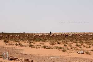 Pastoralisme en zone steppique : Un berger et son troupeau au sud de Mecheria