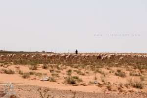 رعي في المنطقة السهبية: راعٍ مع قطيعه جنوب مشرية