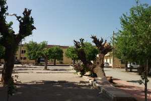 Les vieux mûriers d’Abou-Tachefine : Ombres d’un passé colonial