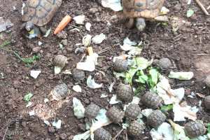 Mode de Vie des Tortues Terrestres Domestiques