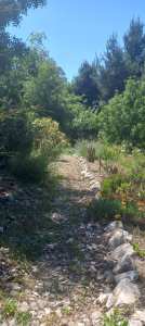 Algérie (Constantine) - Une allée de Djenane Dardar Qacentina après l'opération de désherbage