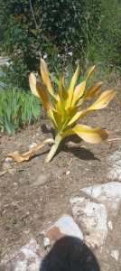 Algérie (Constantine) - La Scille de berbérie ou  âansal  annonce déjà des journées chaudes à la veille du 1er Juin