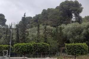 La Forêt de Paradou à Hydra à Alger