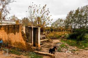 Un chien errant sur les vestiges de Hammam Sidi Abdelli (Commune de Sidi Abdelli, Wilaya de Tlemcen)