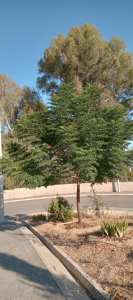 Planète (Constantine/Algérie/Afrique) - Djenane Ballout el Akhdar: Un Melia 