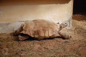 Tortue géante dans le bassin asséché du Musée Saharien de Béni Abbès (Béchar)