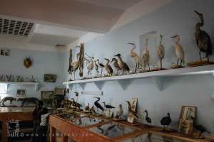 حيوانات محنطة معروضة في المتحف الصحراوي ببني عباس (بشار)